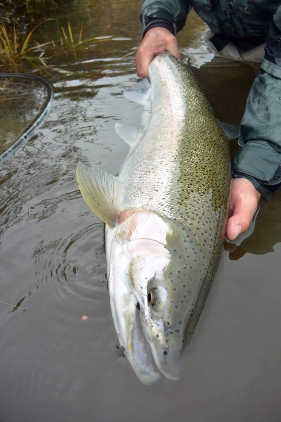 Fly Fishing Bristol Bay For Trophy Rainbow Trout and Salmon